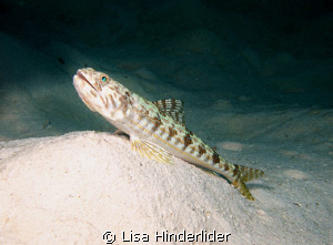 Sand diver perching for a shot or two..... by Lisa Hinderlider 